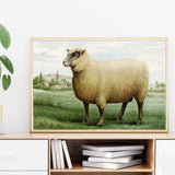 Southdown Wether Sheep Illustration Wall Art