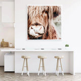 Wild Animal Highland Cow Poster