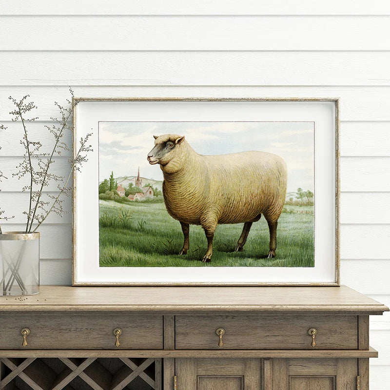 Southdown Wether Sheep Illustration Wall Art